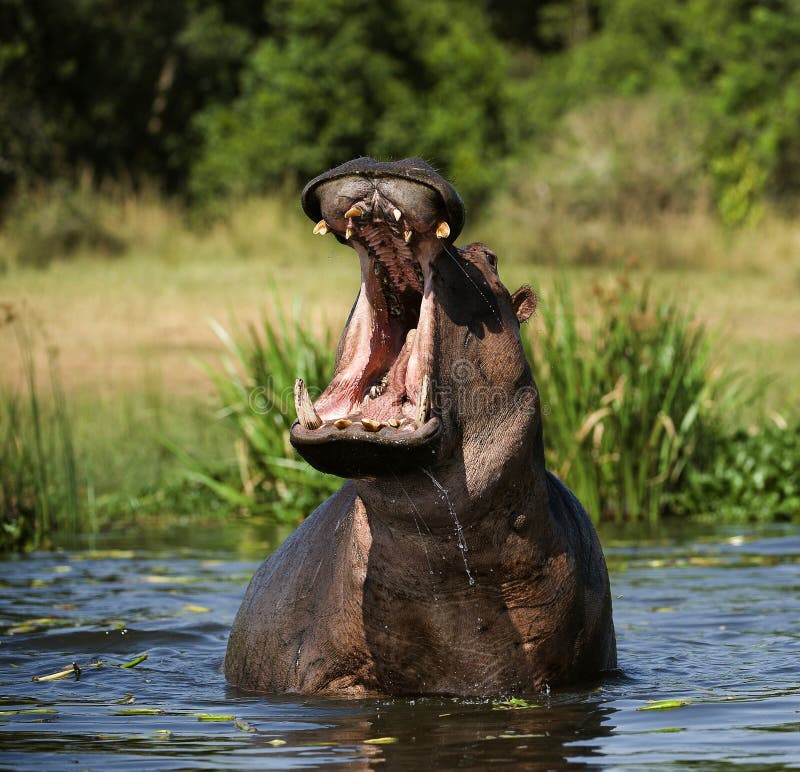 Ippopotamo di sbadiglio Ippopotamo di sbadiglio
