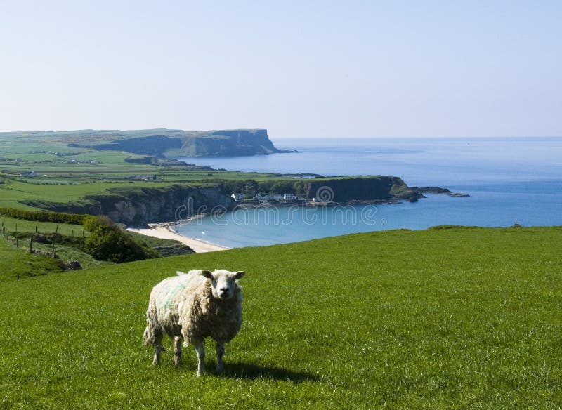Ovce na pobřeží Severního Irska.
