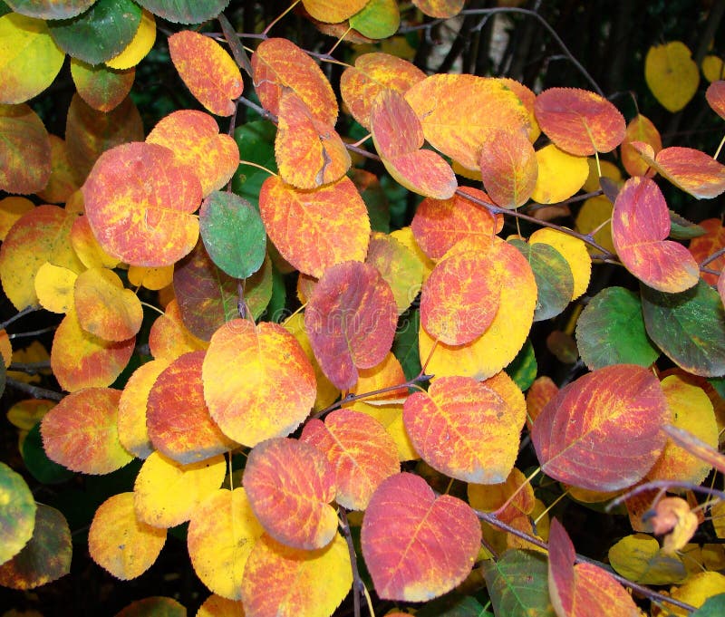 Irgun, Amelanchier, Bermula, Kozinka, Amelanchier in autumn