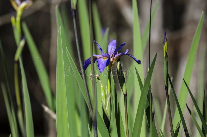 Iride porpora della palude, riserva del cittadino della palude di Okefenokee immagine stock libera da diritti Iride porpora della palude, riserva del cittadino della palude di Okefenokee immagine stock libera da diritti