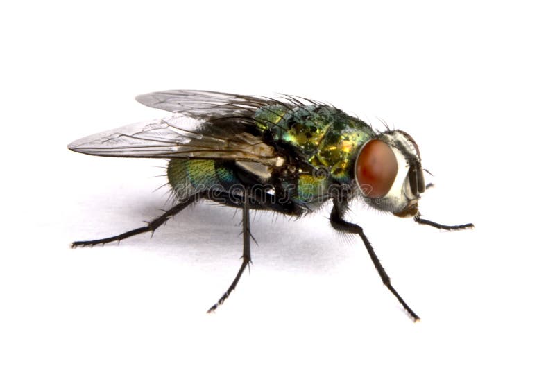 Iridescent house fly in close up