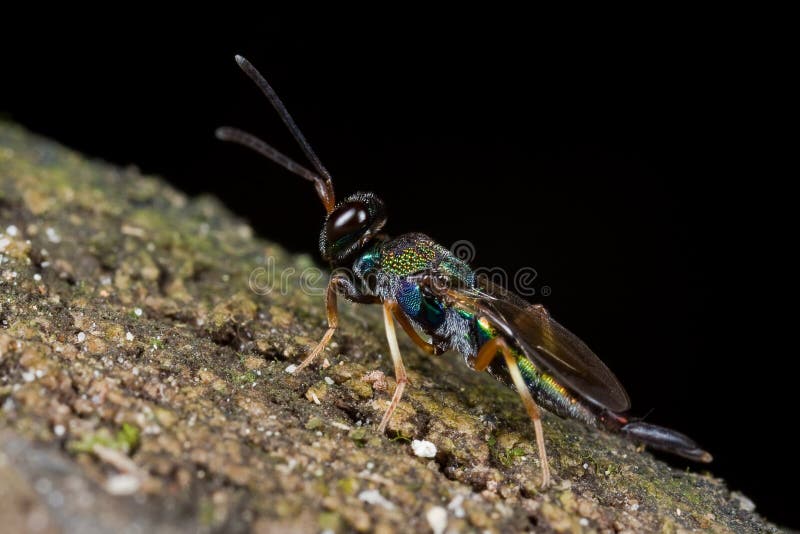 An iridescent jewel wasp on mossy tree trunk