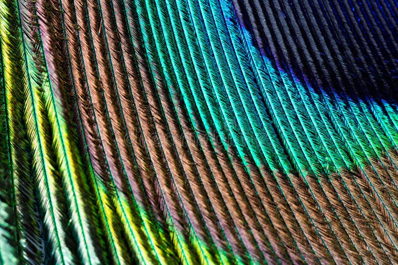 Iridescent Peacock in the Colors White, Blue, Brown and Green, Color ...