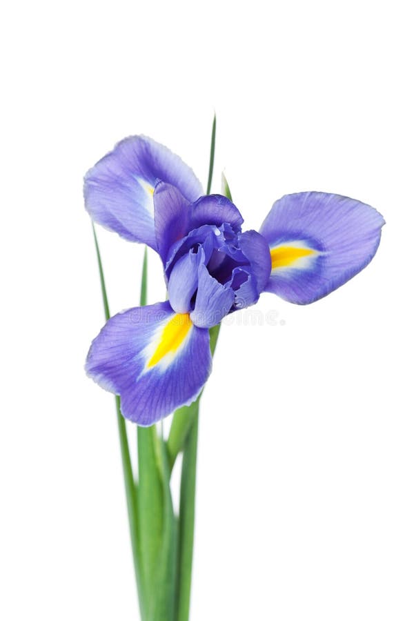 Iridi il fiore isolato su fondo bianco, bella pianta della molla immagini stock libere da diritti Iridi il fiore isolato su fondo bianco, bella pianta della molla immagini stock libere da diritti