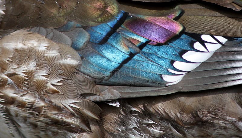 Plumes iridescentes en gros plan photo stock