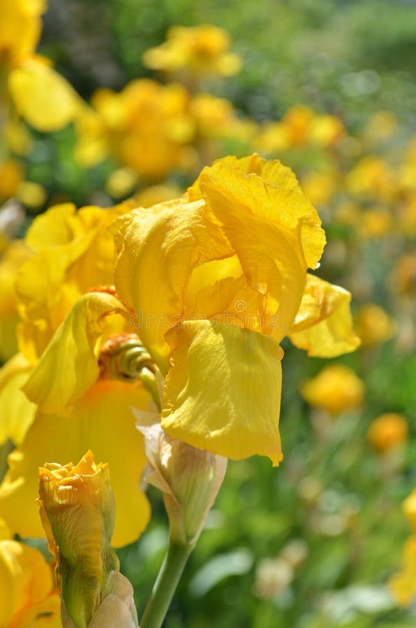 Irins blommar i trädgården royaltyfri foto Irins blommar i trädgården royaltyfri foto