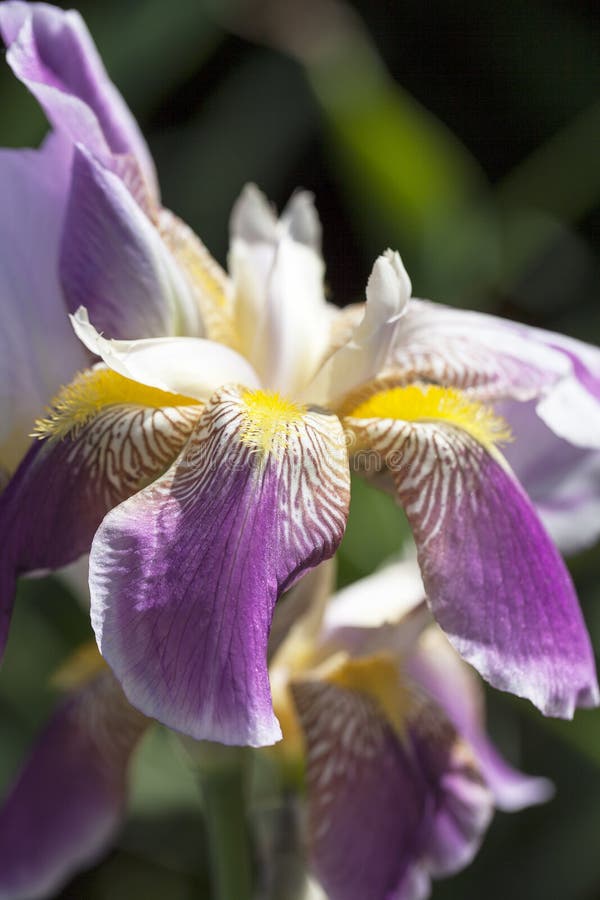 Irins lila-guling blommar att blomma i en trädgård, slut upp fotografering för bildbyråer Irins lila-guling blommar att blomma i en trädgård, slut upp fotografering för bildbyråer