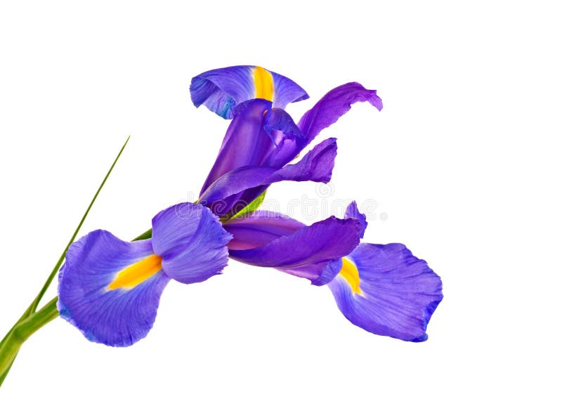 Iris