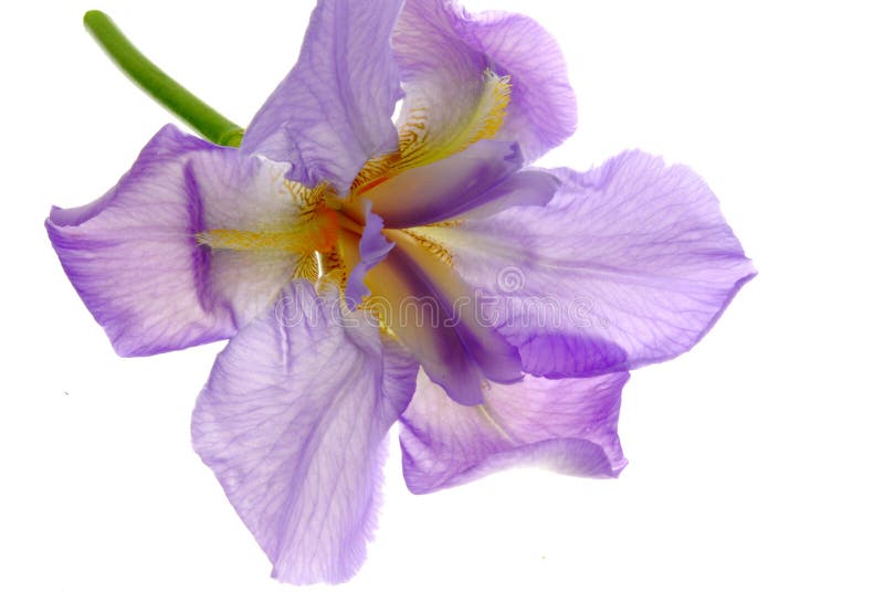 Iris