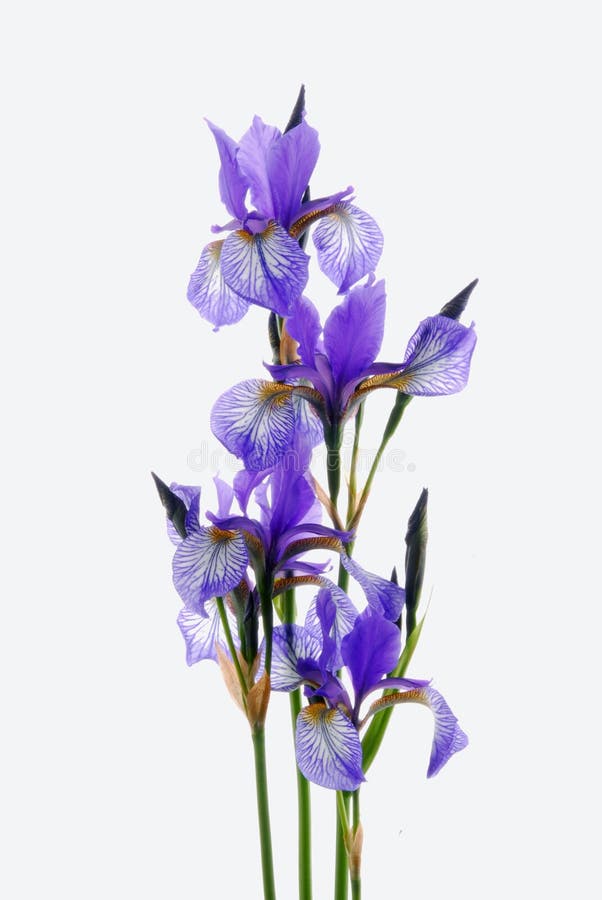 Iris