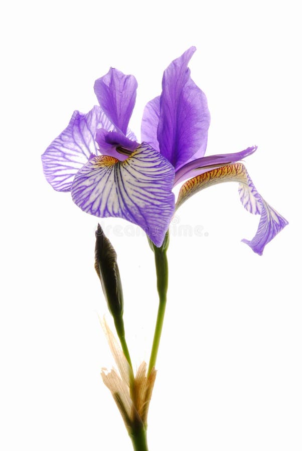 Iris