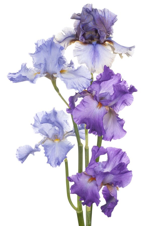 Download Iris image stock. Image du iris, fond, isolement, closeup - 45368501