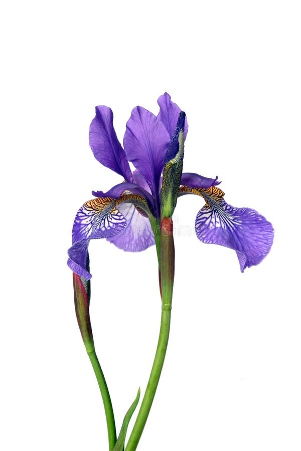 Iris