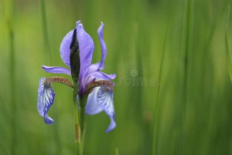 Iris azul en el jardín imagen de archivo Iris azul en el jardín imagen de archivo