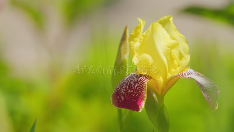 Iris barbu en fleur. iris à barbe jaune et violet. iris variegata. mouvement lent. banque de vidéos