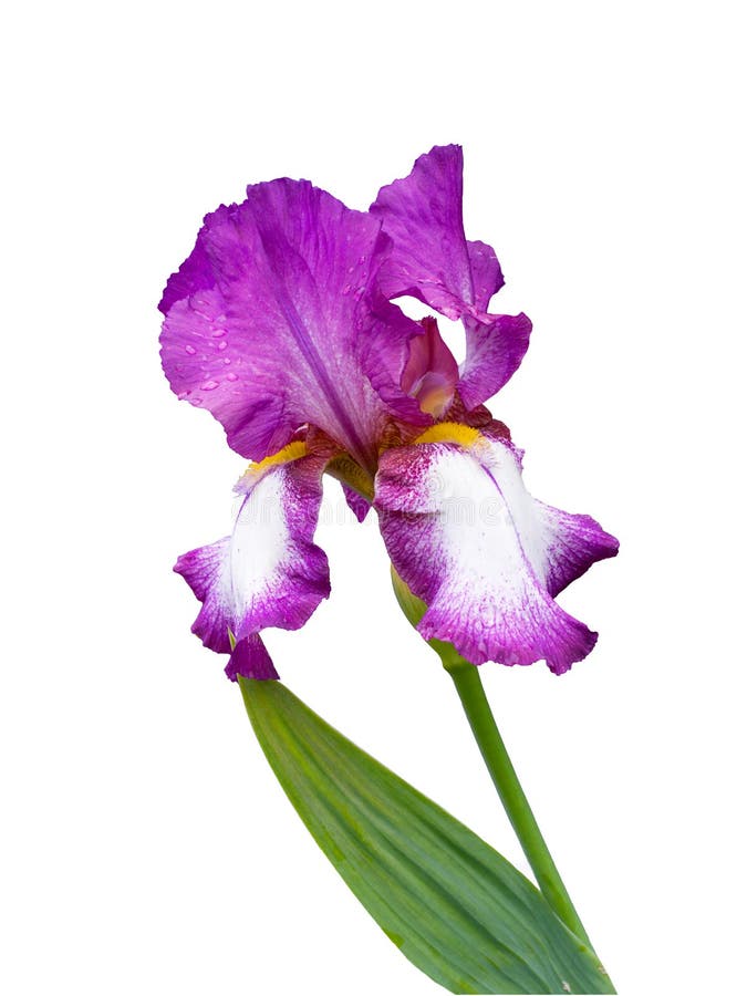 Iris barbudo alto Iris alemán imágenes de archivo libres de regalías Iris barbudo alto Iris alemán imágenes de archivo libres de regalías