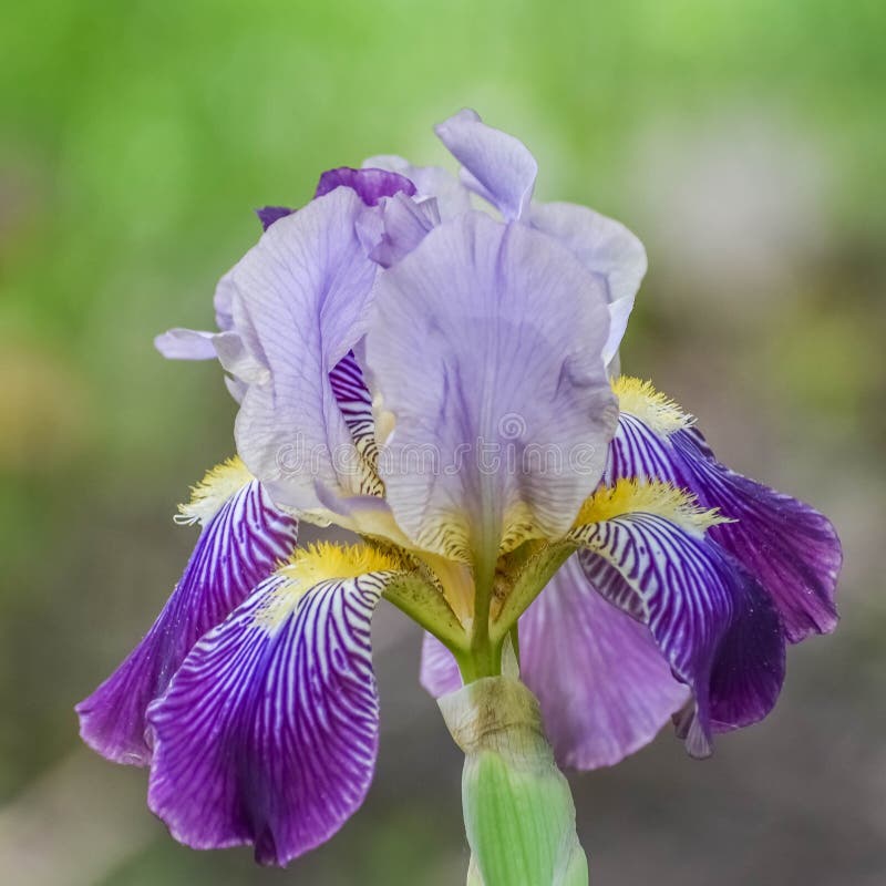 Iris Barbus Mauve Et Jaunes Image stock - Image du fleuraison, barbu:  185440861