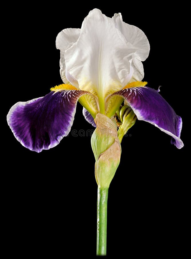 Iris biało-fioletowy wyizolowany