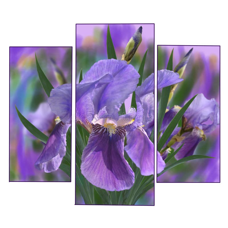 iris stock illustrationer iris stock illustrationer