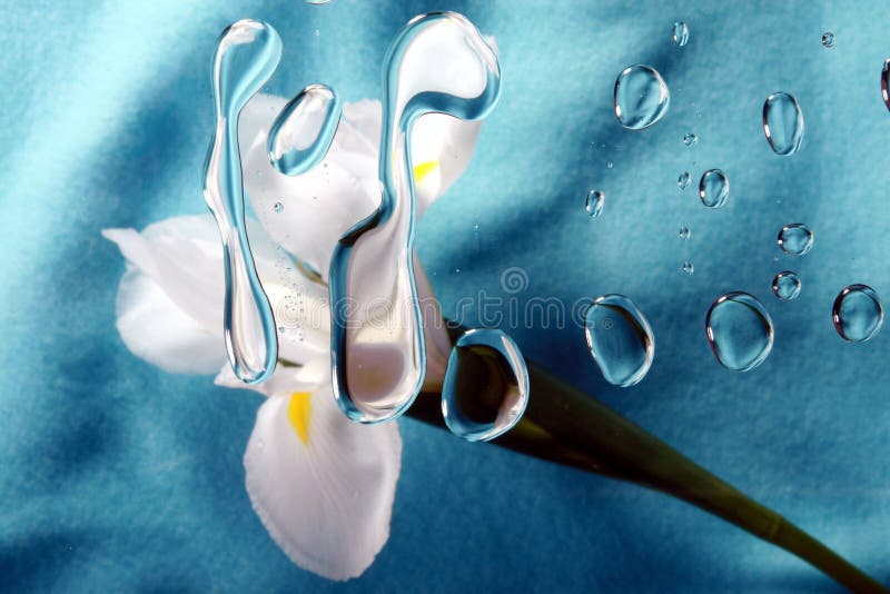 Iris on blue with drops 1