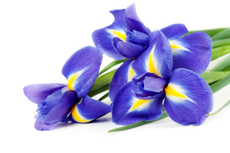 Iris bouquet stock photo. Image of leaf, botanic, nature 18694668
