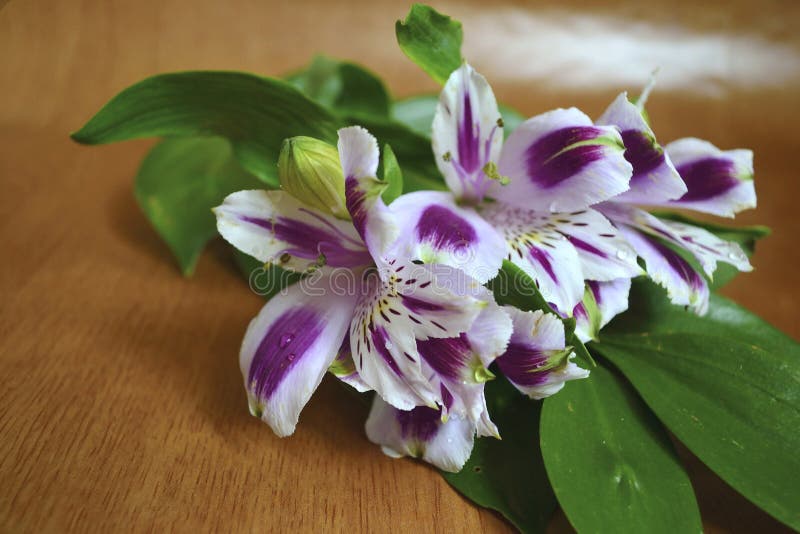 Iris bouquet stock image. Image of purple, gentle, green 67910989