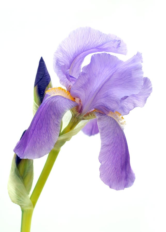 Iris brodatego purpurowy