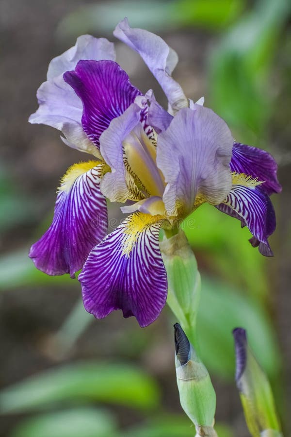 Iris Con Barba Morado Y Amarillo Foto de archivo - Imagen de ramo,  diafragma: 185440868