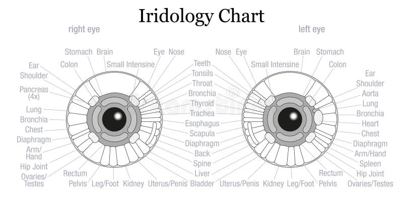 Iridology Eye Chart Right Eye