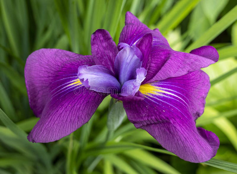 Iris ensata. ensata