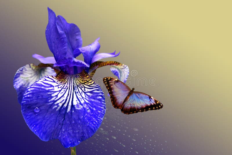 Iris et papillon bleus image stock Iris et papillon bleus image stock