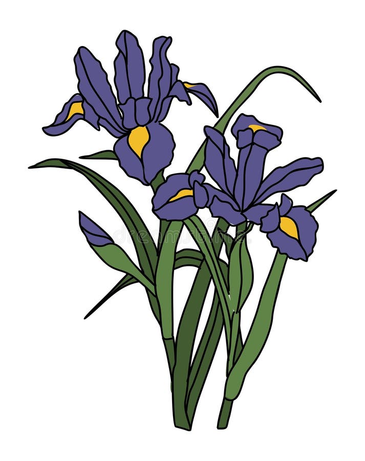 Iris February Birth Month Flower Vector Art. Stock Vector ...