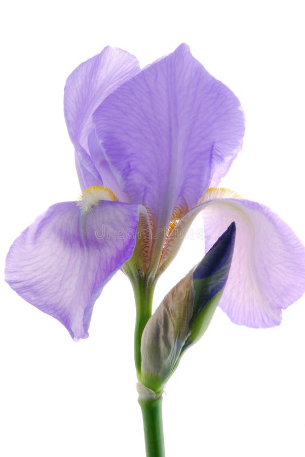 Iris flower