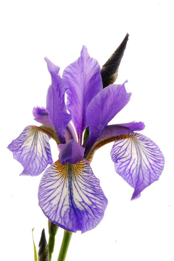 Iris flower