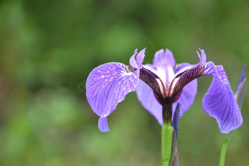 Iris flower outdoors stock photo. Image of iris, color 25587634
