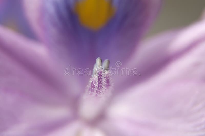Iris Flower Background