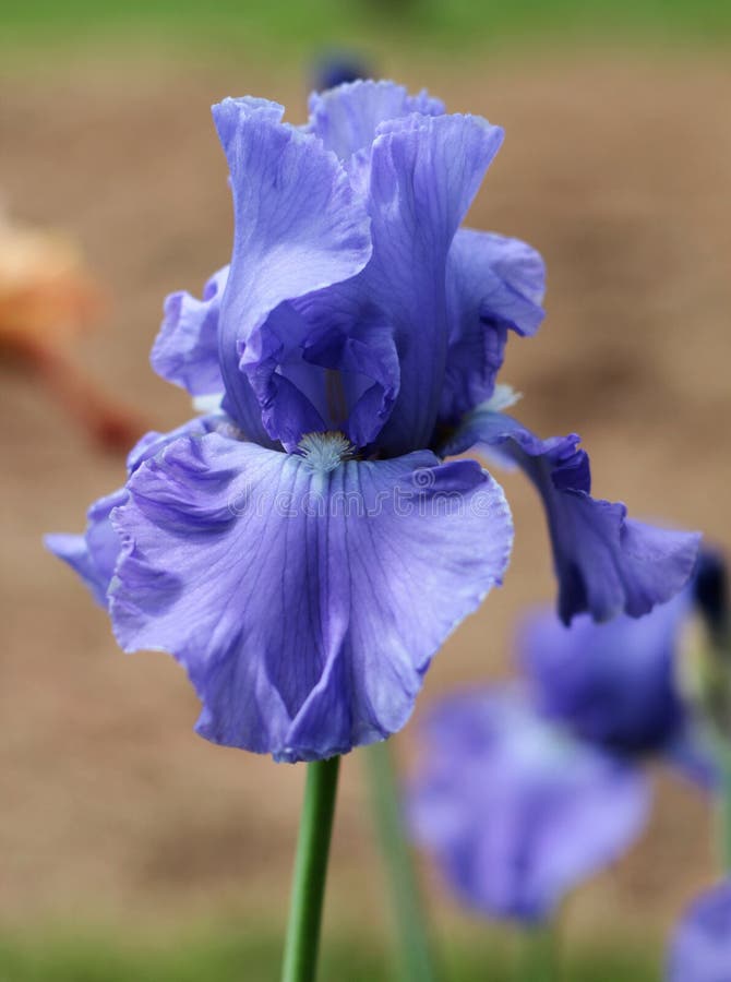 Iris flower stock photo. Image of cream, brown, bright 44688346