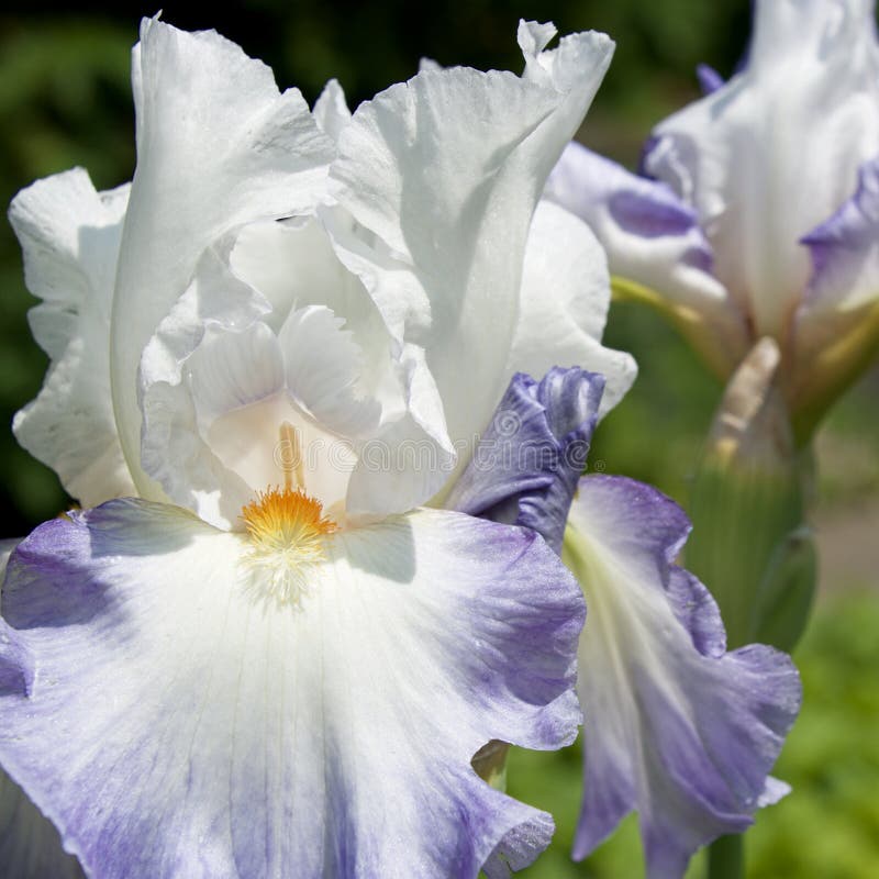 Iris Flower blanca fotografía de archivo libre de regalías Iris Flower blanca fotografía de archivo libre de regalías