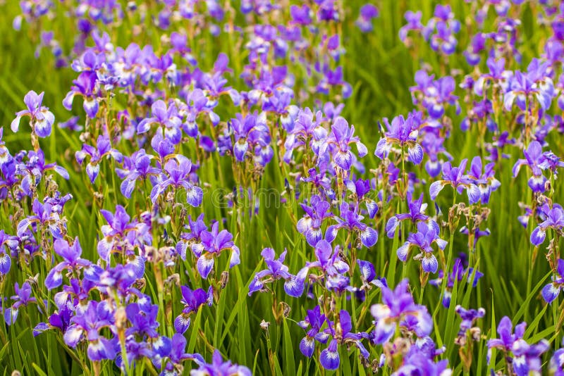 Iris Flower. Blooming Field of Flowers Stock Image - Image of green ...