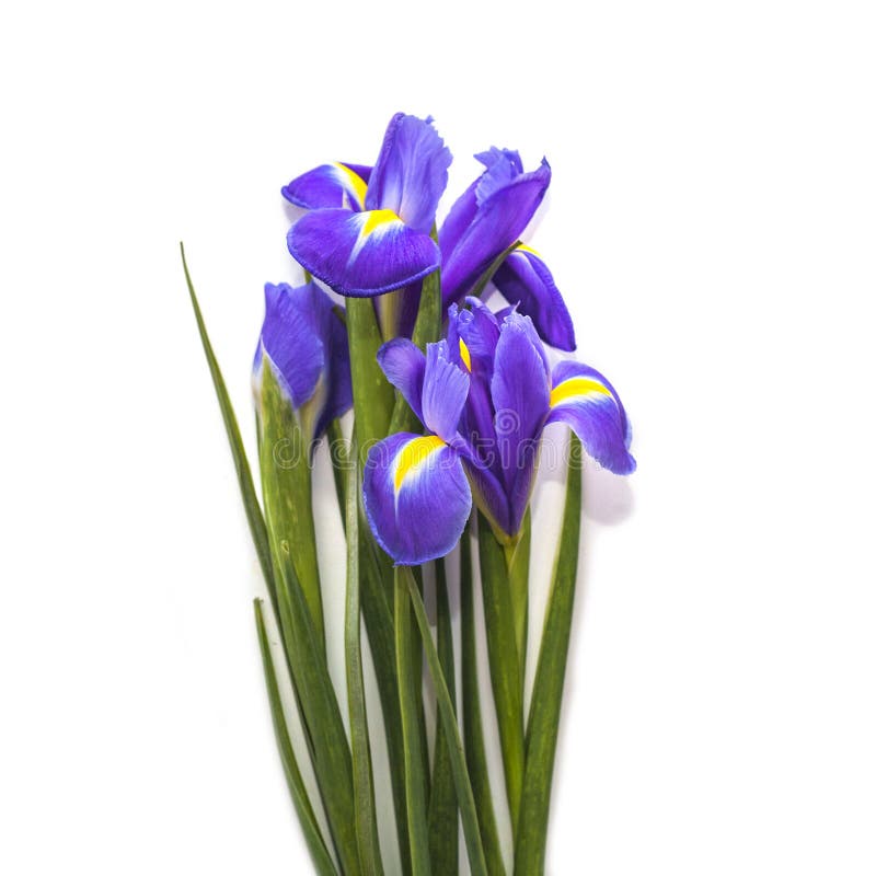 Iris bouquet stock photo. Image of leaf, botanic, nature 18694668