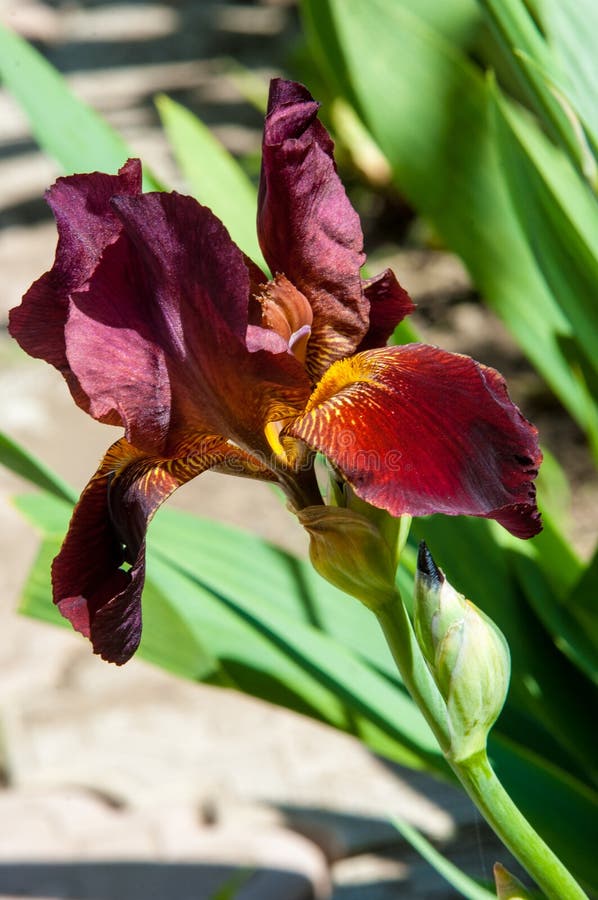 Iris of Burgundy Color stock image. Image of vegetation 77020441