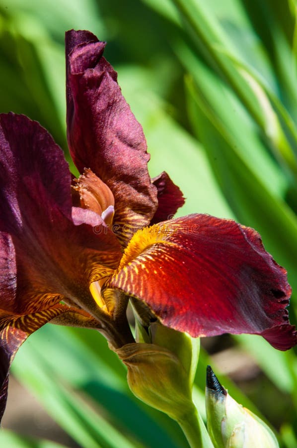 Iris of Burgundy Color stock image. Image of vegetation 77020441