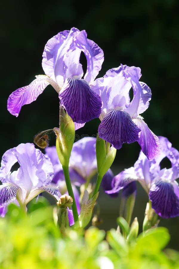 Iris flower stock image. Image of closeup, blooming, petals 54381583