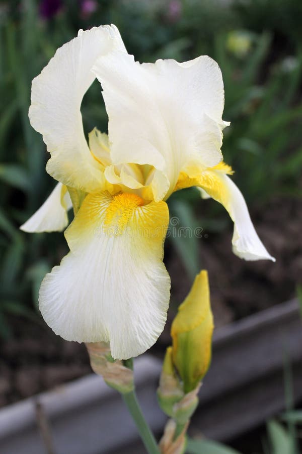 The iris flower closeup, Beautiful purple flower in bloom on a crisp spring morning royalty free stock photo The iris flower closeup, Beautiful purple flower in bloom on a crisp spring morning royalty free stock photo