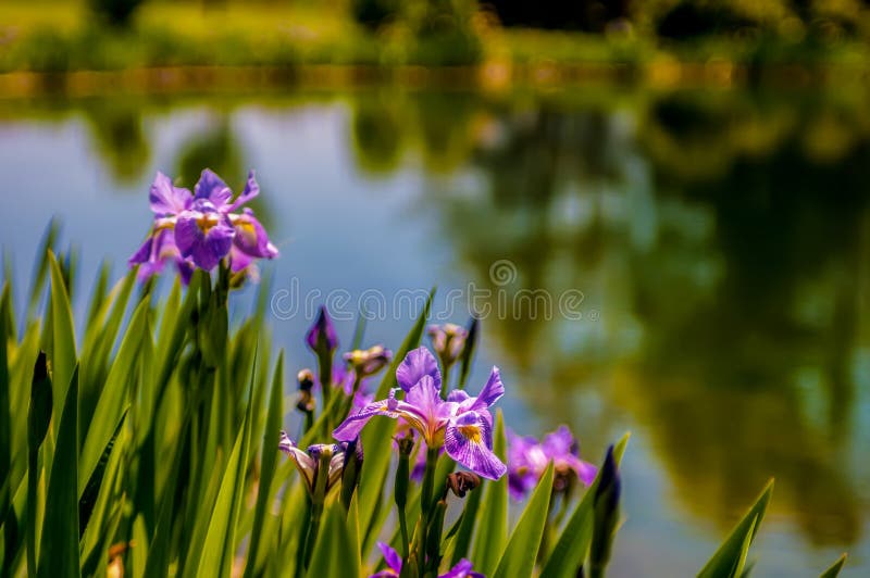 Iris flower on green blurred background, photo taken outdoors, s