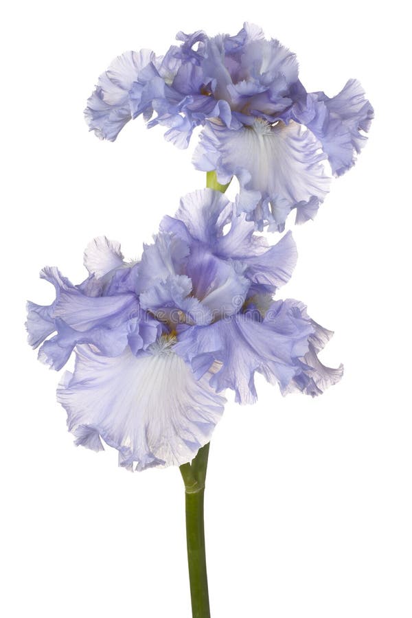 Iris flower isolated