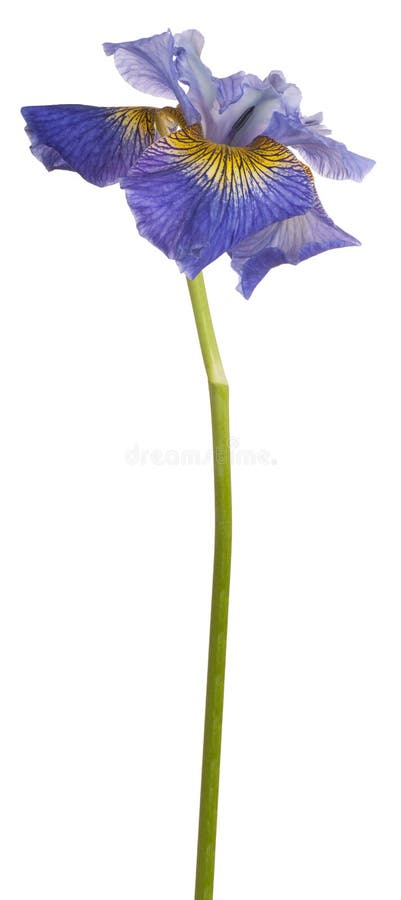 Iris flower isolated stock image. Image of studio, head - 115001077