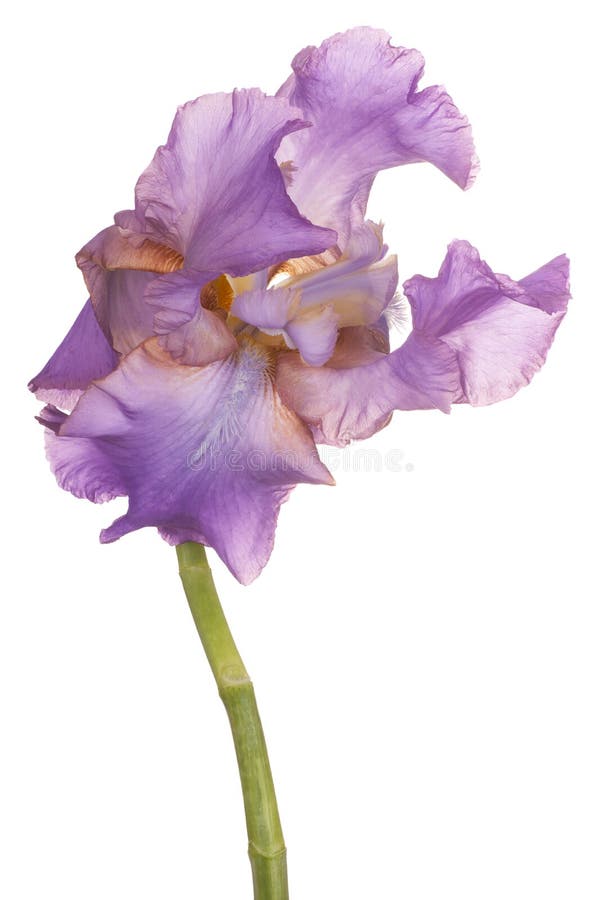 Iris flower isolated