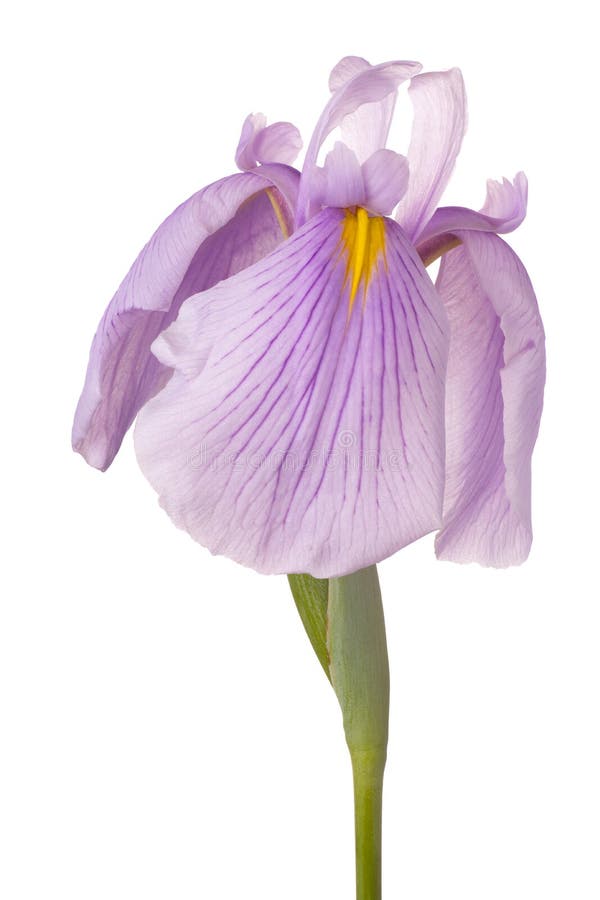 Iris flower isolated royalty free stock photo
