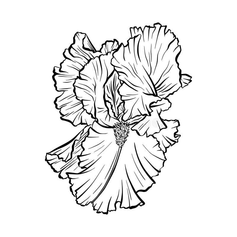 Iris Flower Line Art Vector Illustration Large Wavy Petals Ink Sketch Style Artistic Botanical Detailed Drafor Tattoo vektor illustrationer